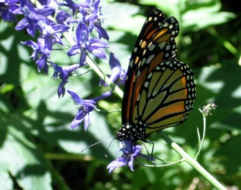 Story Time in the Garden - Butterflies 