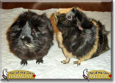 Our Two Adopted Guinea Pigs